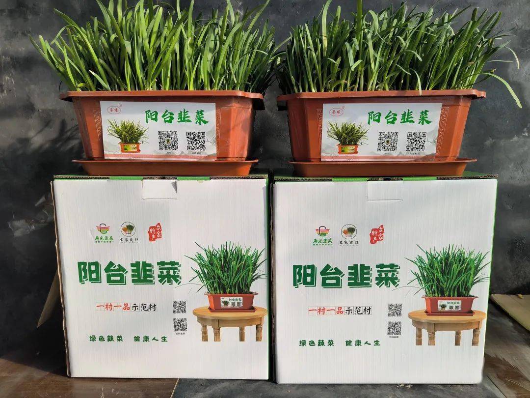 寿光种植致富_寿光种菜赚钱吗_寿光种植什么蔬菜品种