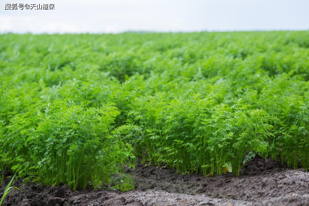 红罗卜种植技术_种植红罗卜的方法_红罗怎样种