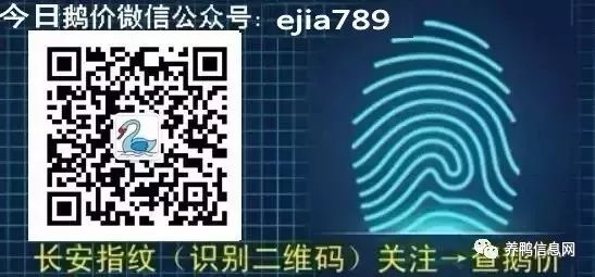 大棚养鸭子的养殖方法？大棚养肉鸭技术与管理