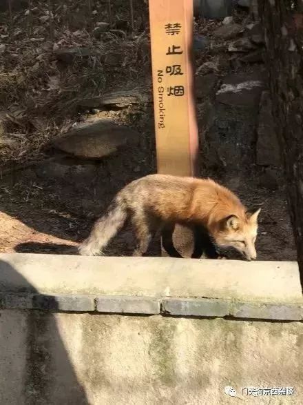 养殖貂视频_白貂的养殖技术_貂养殖技术大全