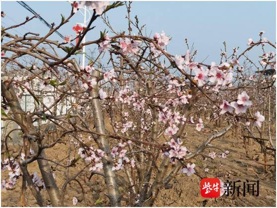 致富经西蓝花种植技术_西蓝花怎么栽_西蓝花种植效益