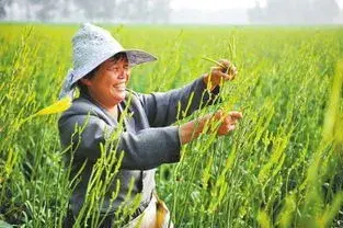 当下农民农业致富的可行性分析