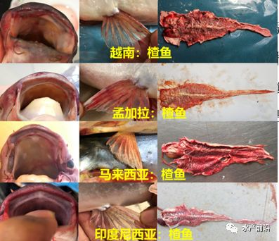巴沙鱼苗养殖_巴沙鱼的养殖技术_巴沙鱼养殖