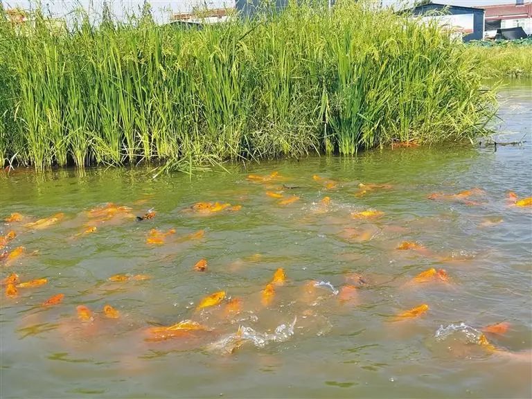水稻青蛙综合养殖技术_水稻青蛙综合养殖技术_水稻青蛙综合养殖技术