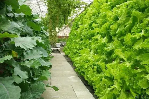 种植致富的道理_种养致富_致富经种植业