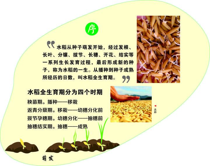东北致富种植_东北种植什么前景好_东北农村致富项目种植