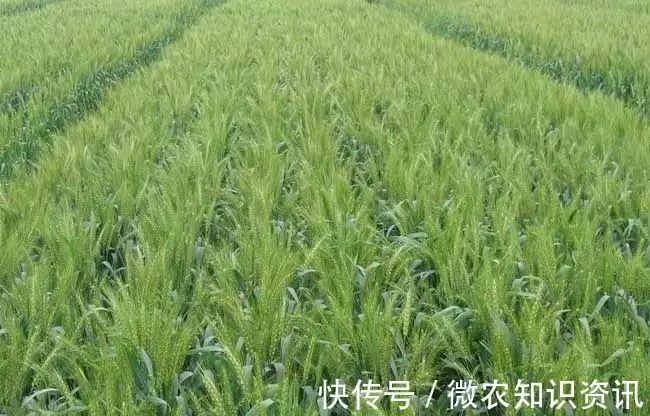 司普沃浅谈小麦种植技术与管理播报文章