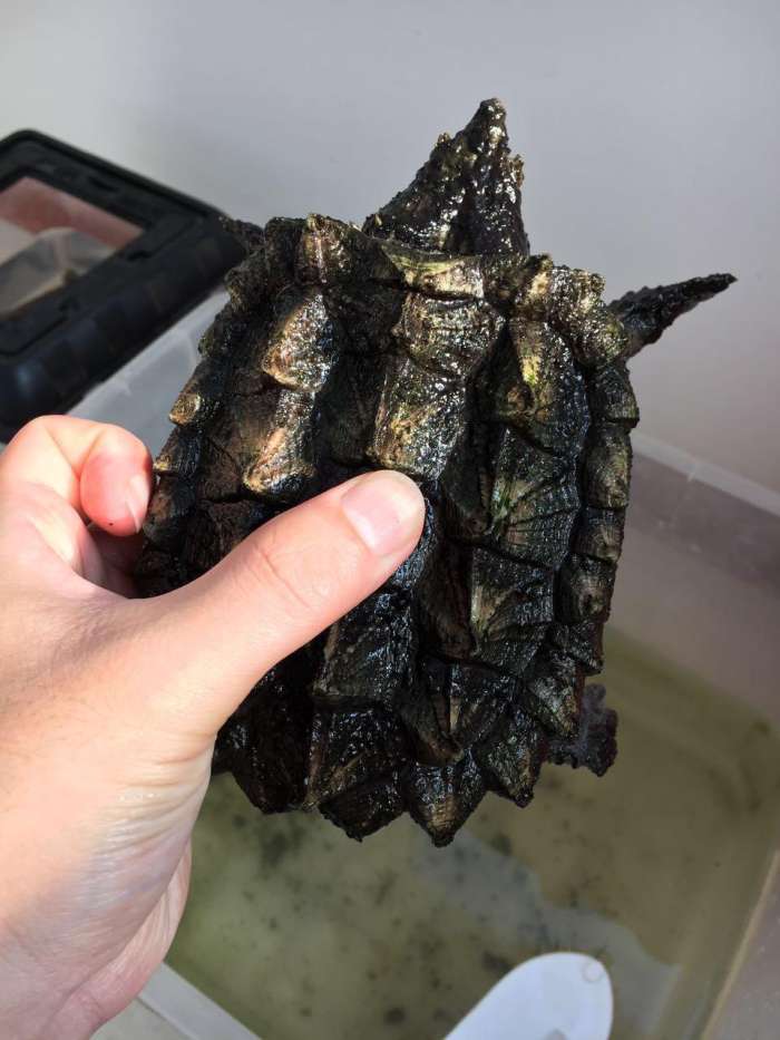 实用养殖人工技术鳄龟图片_人工养殖鳄龟最大能长多大_鳄龟人工养殖实用技术