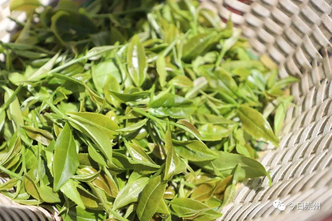 江西茶叶种植面积_江西种茶叶的优势_江西篇致富经种植茶叶
