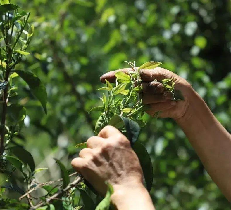 江西篇致富经种植茶叶_江西种茶叶的优势_江西茶叶种植面积