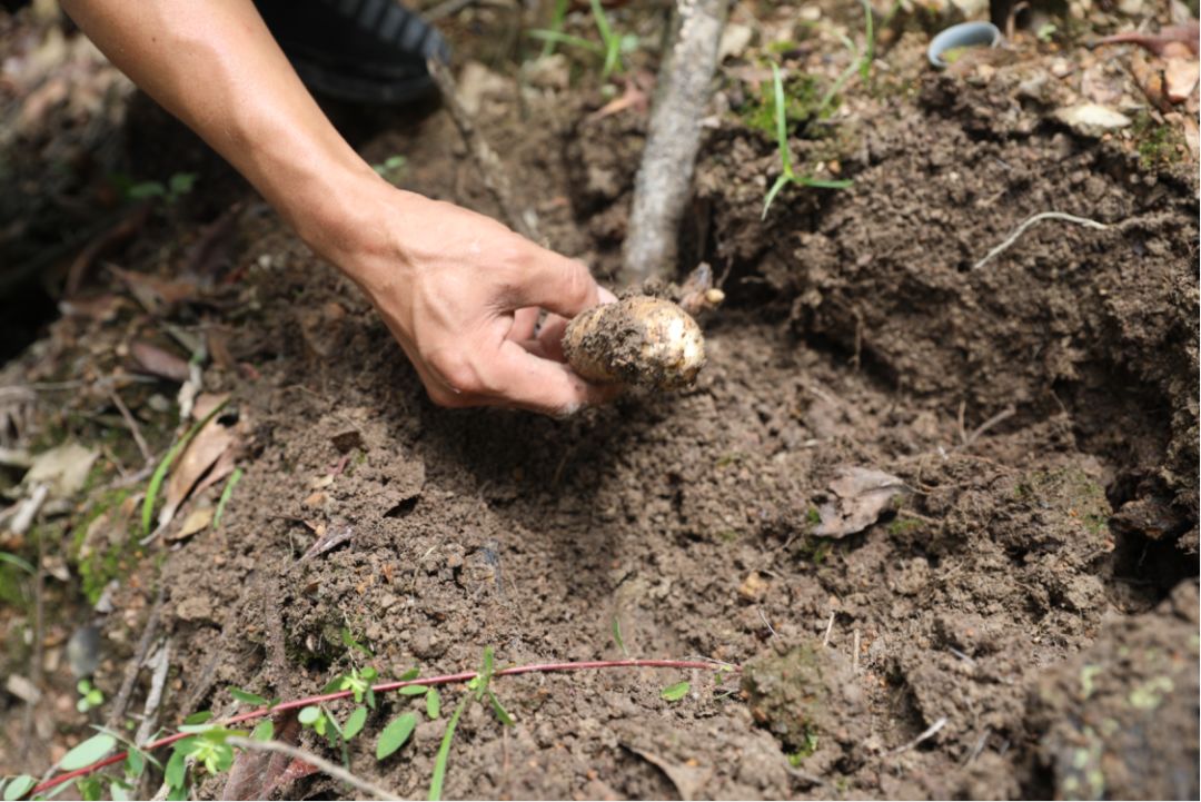 农村致富种植6_农村致富种植项目_农村致富新项目种植