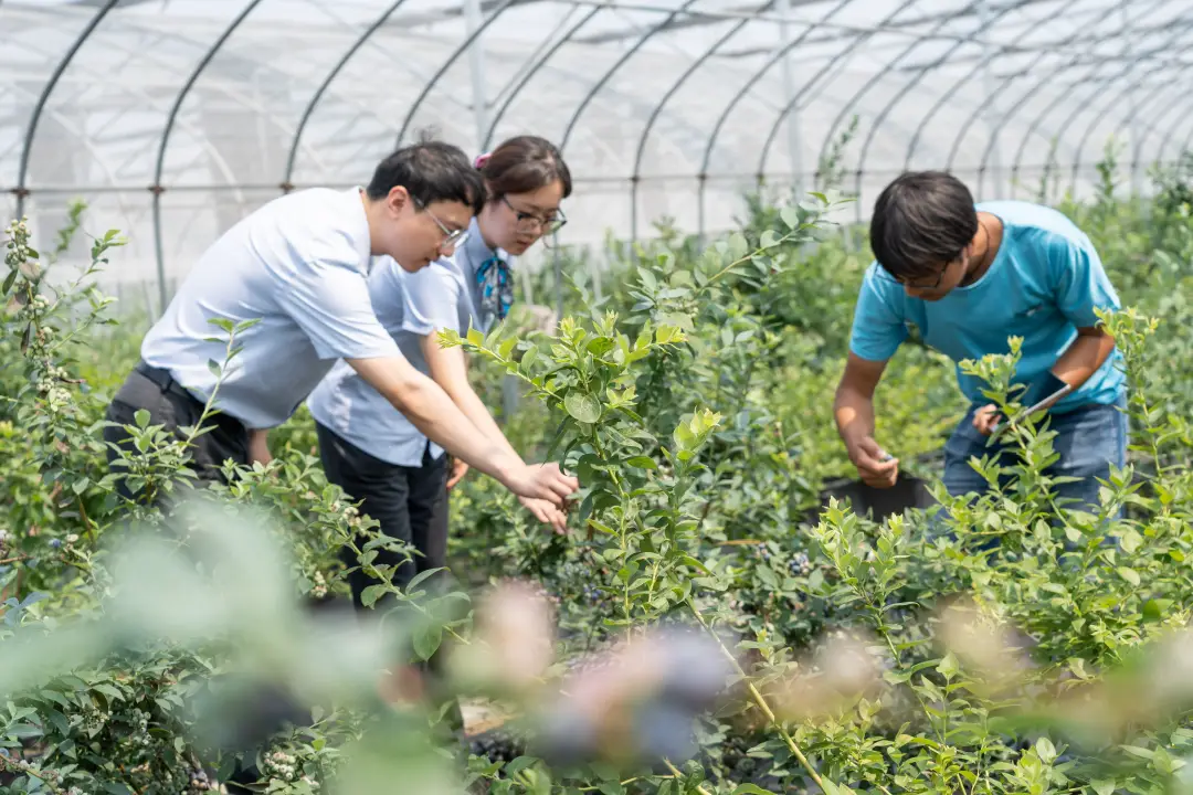 蛏子养殖技术致富经_蛏子养殖新技术_养殖蛏子技术新闻报道