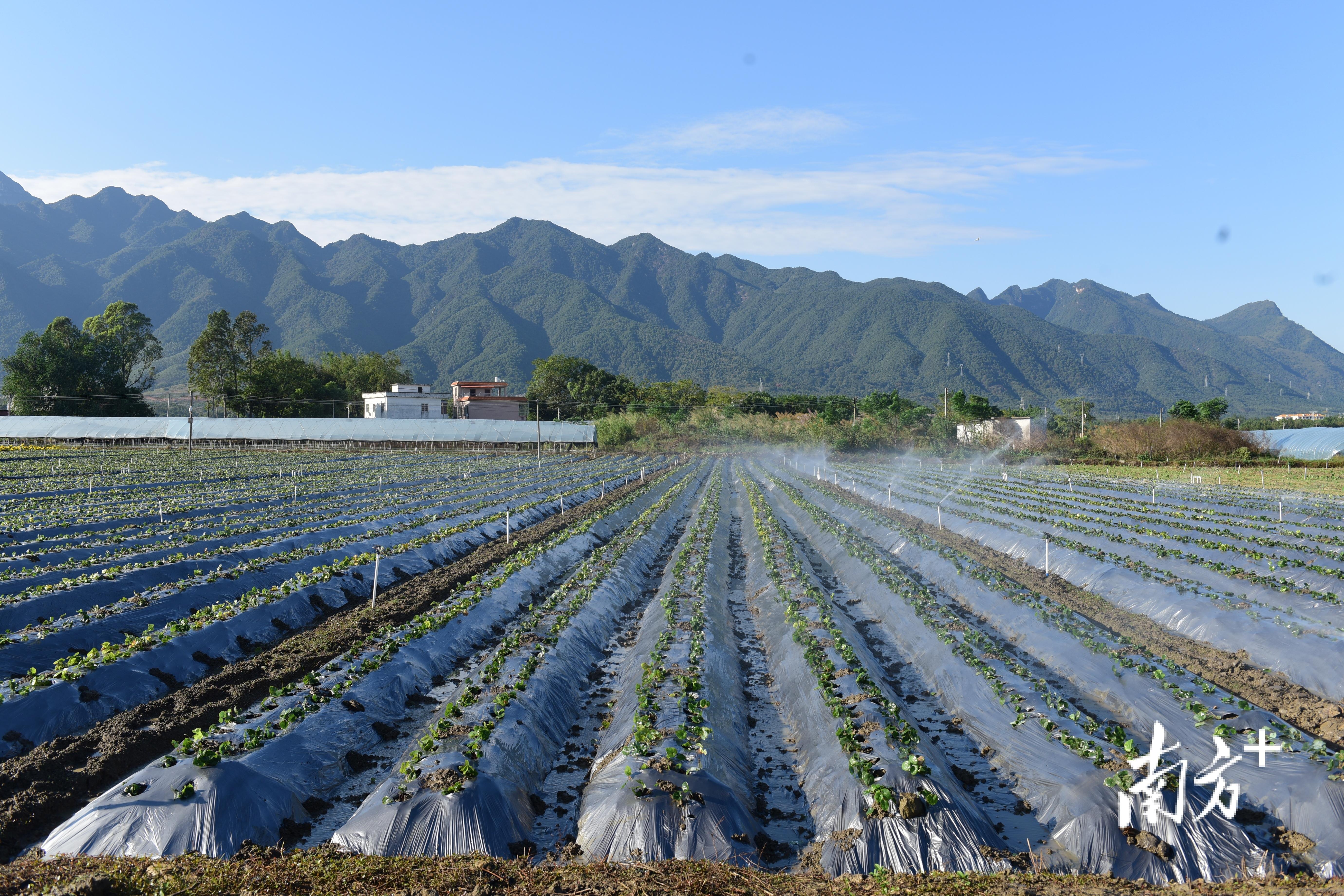 视频｜乳源游溪镇：千亩道地南药种植为乡村振兴添活力