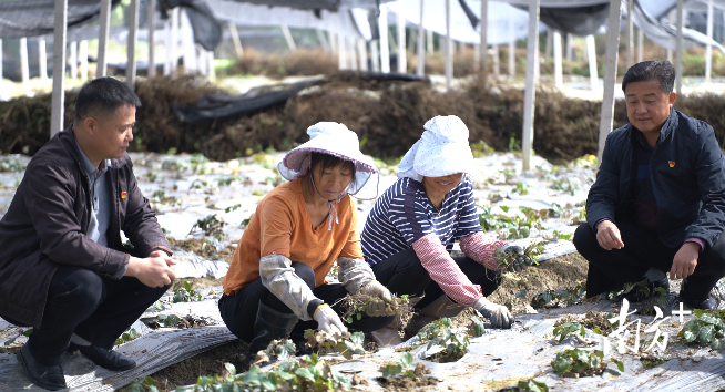 三农黄精种植技术视频_三农黄精种植技术视频_三农黄精种植技术视频
