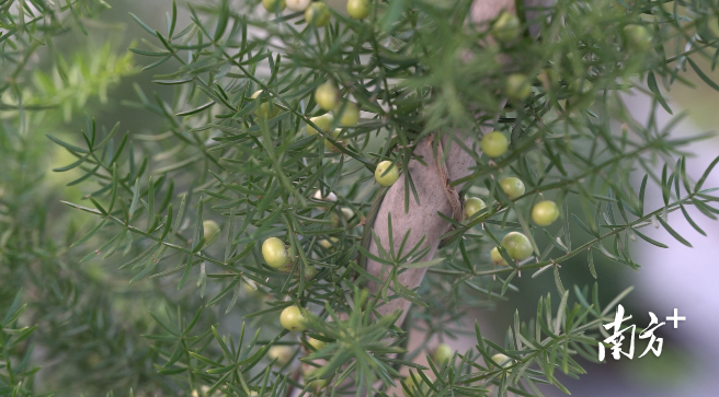 三农黄精种植技术视频_三农黄精种植技术视频_三农黄精种植技术视频