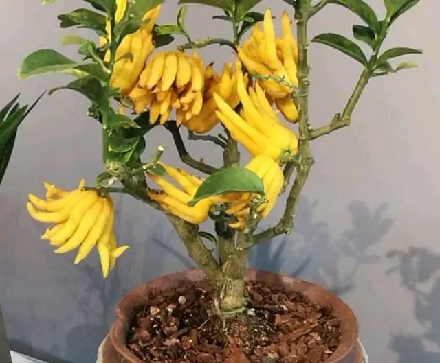 盆栽种植佛手技术要求_盆栽佛手如何种植技术_盆栽种植佛手技术视频