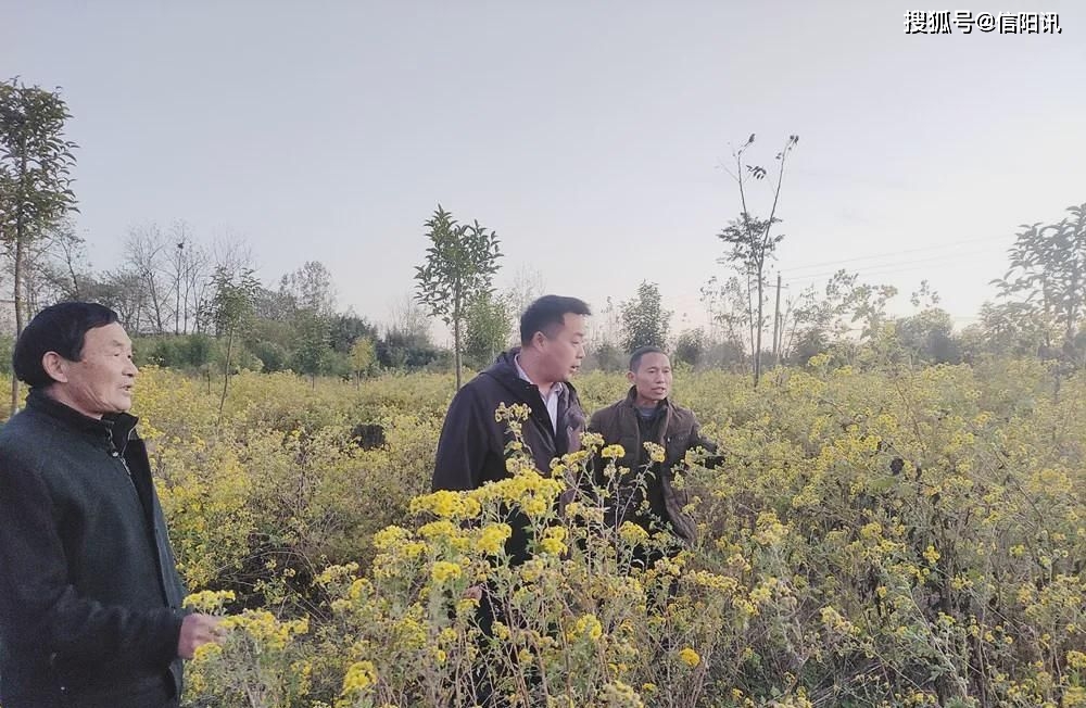 种植桃树致富门路_致富经桃树种植视频_种植桃树投资及利润