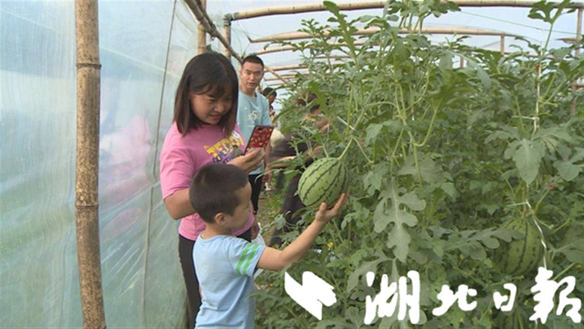 丹江口浪河口村发展特色种植和采摘促致富