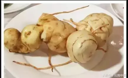 三农黄精种植技术视频_三农黄精种植技术视频_三农黄精种植技术视频