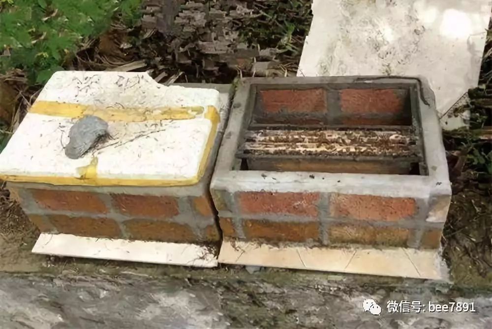 遵义蜜蜂养殖_蜂业养殖_遵义中蜂养殖技术