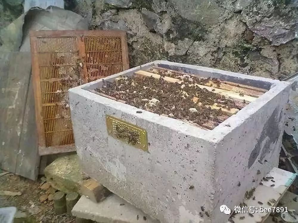 遵义中蜂养殖技术_遵义蜜蜂养殖_蜂业养殖