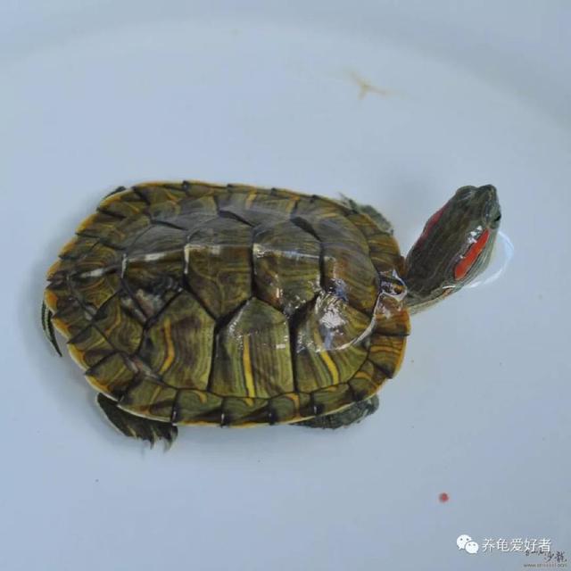 实用养殖人工技术鳄龟图片_人工饲养鳄龟_鳄龟人工养殖实用技术