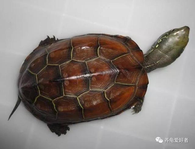 人工饲养鳄龟_鳄龟人工养殖实用技术_实用养殖人工技术鳄龟图片