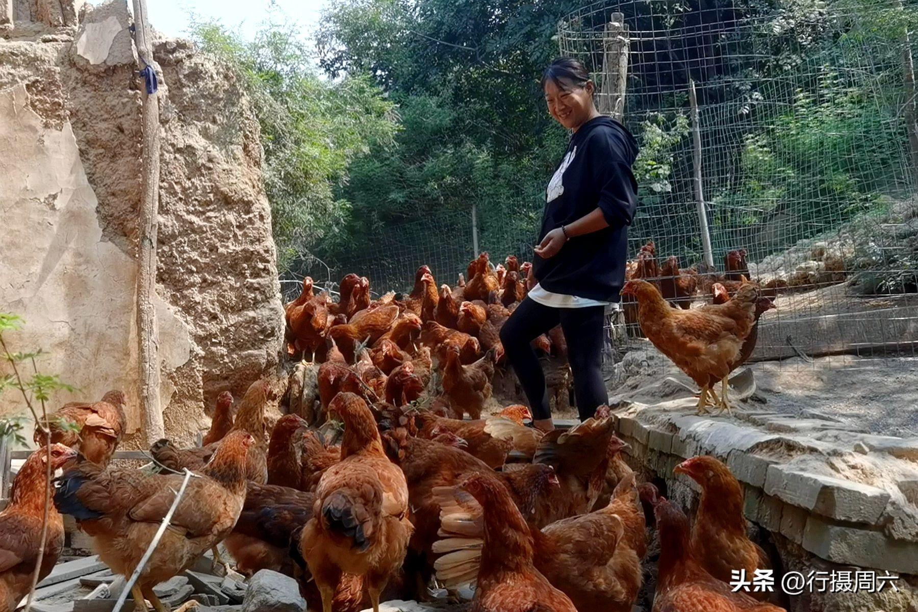 阳光致富养殖视频_致富养殖好项目大全_农业养殖频道致富经视频
