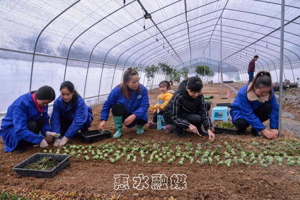 种植桃树致富门路_种植桃树投资及利润_种桃树前景如何