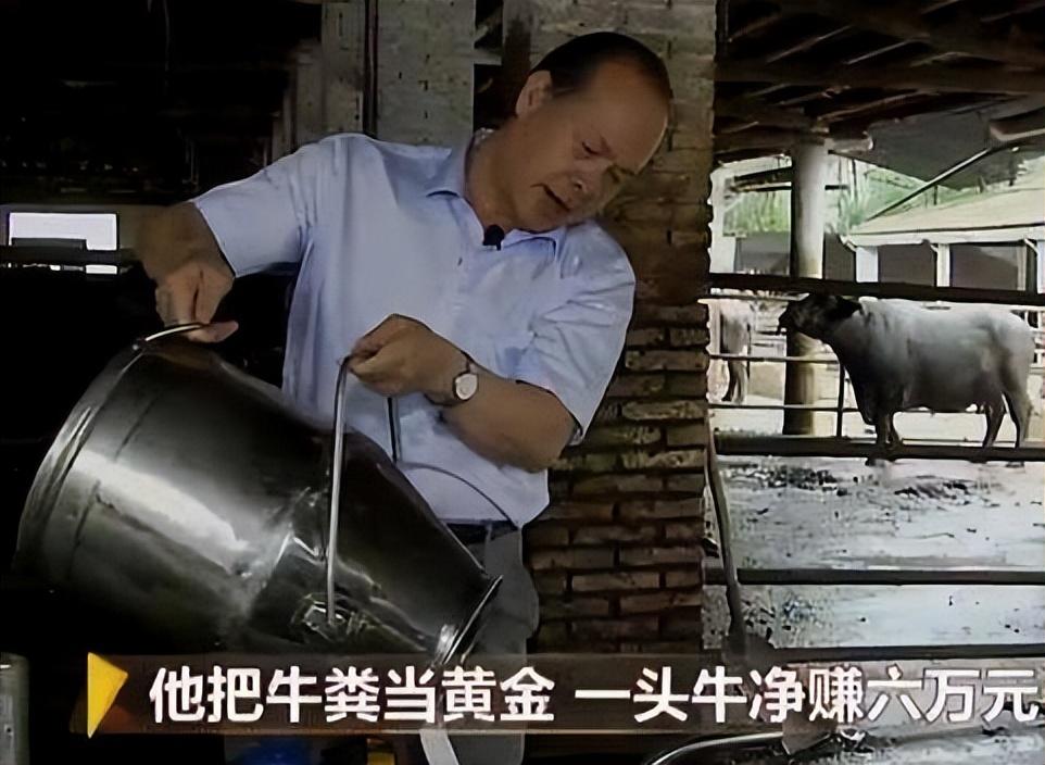 致富养殖肉牛项目介绍_致富养殖肉牛项目怎么样_肉牛养殖致富项目