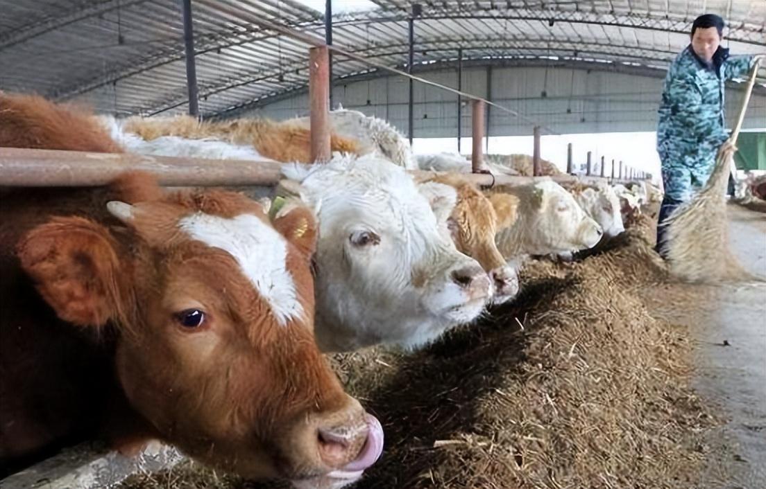 致富养殖肉牛项目介绍_致富养殖肉牛项目怎么样_肉牛养殖致富项目