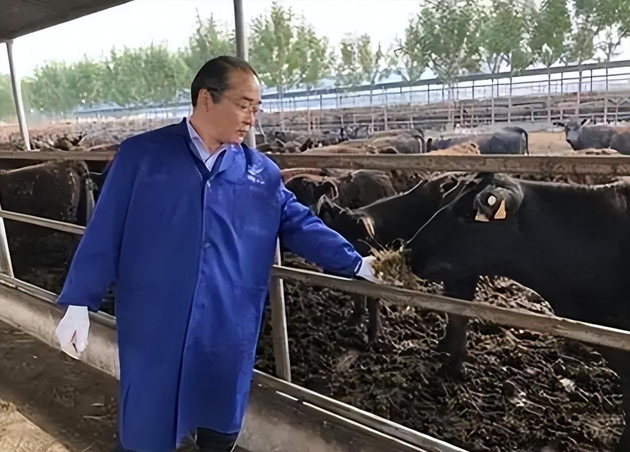 肉牛养殖致富项目_致富养殖肉牛项目介绍_致富养殖肉牛项目怎么样