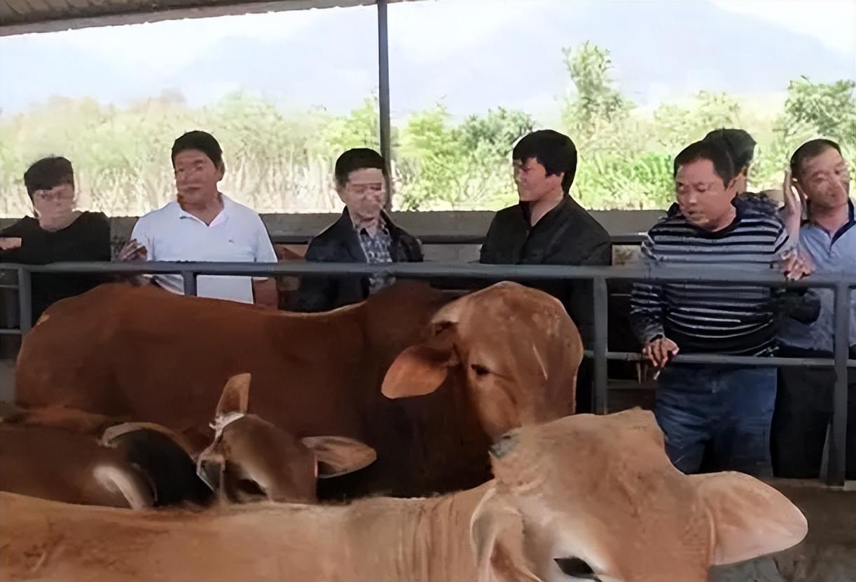 致富养殖肉牛项目怎么样_致富养殖肉牛项目介绍_肉牛养殖致富项目