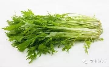蔬菜种植的视频_无土栽培蔬菜种植技术视频_种植蔬菜视频教程