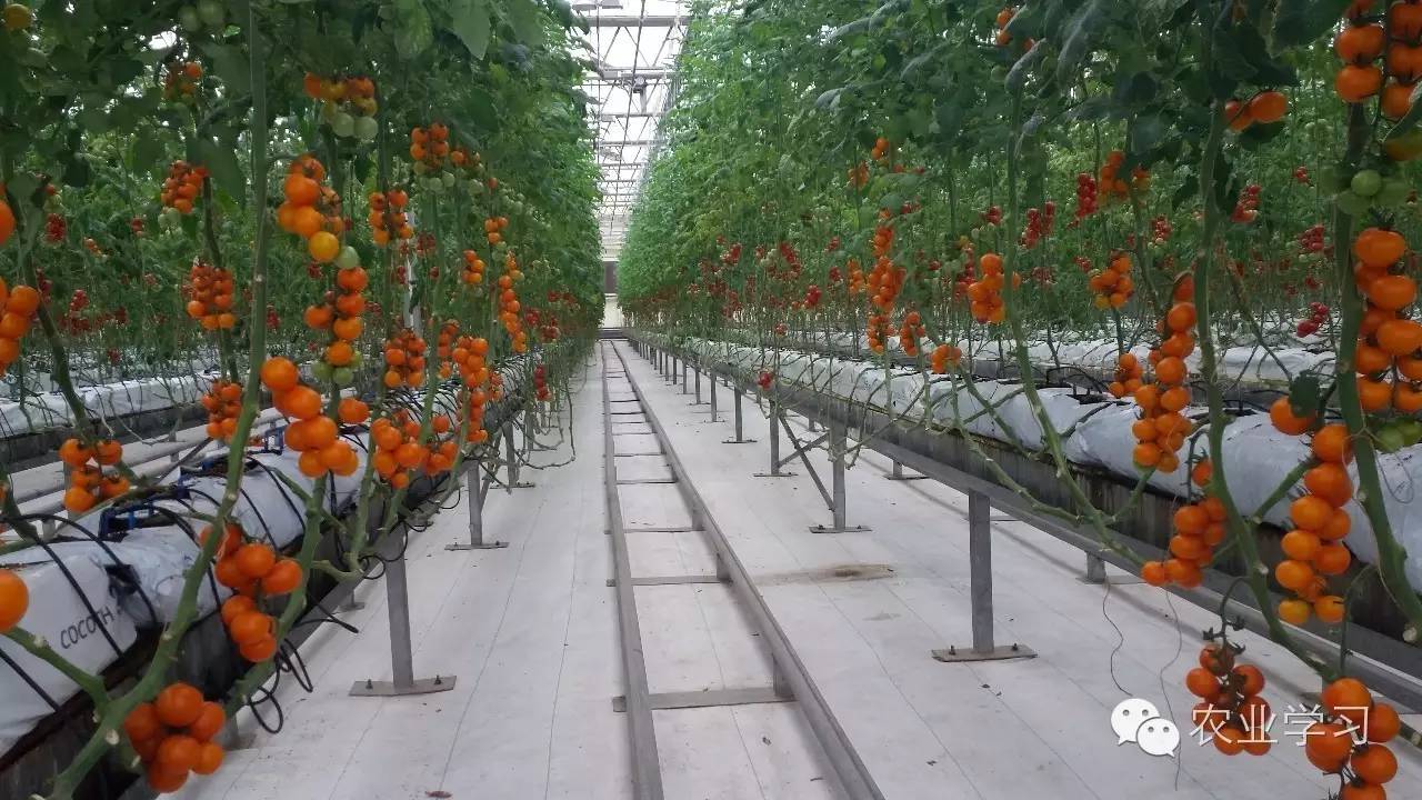 种植蔬菜视频教程_蔬菜种植的视频_无土栽培蔬菜种植技术视频