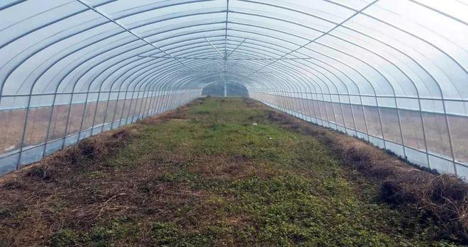 蔬菜栽培技术全集视频教程_蔬菜种植技术视频播放_无土栽培蔬菜种植技术视频