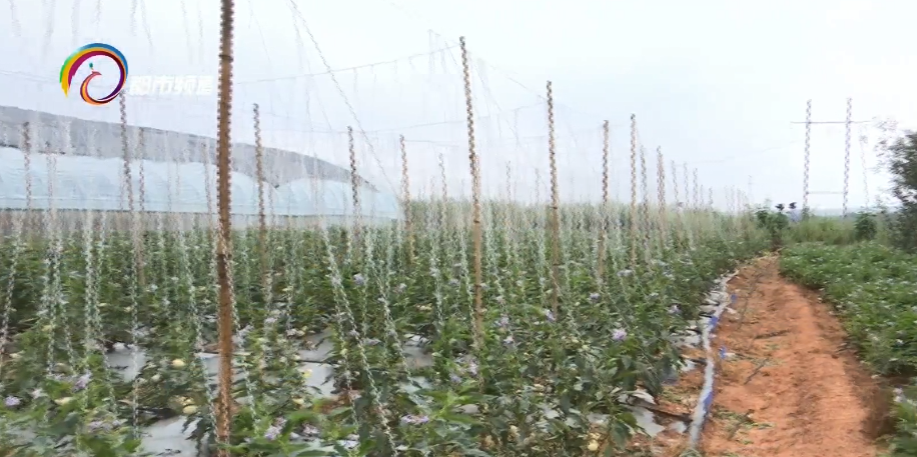 致富种植果特色是什么_特色种植致富果_种植致富业