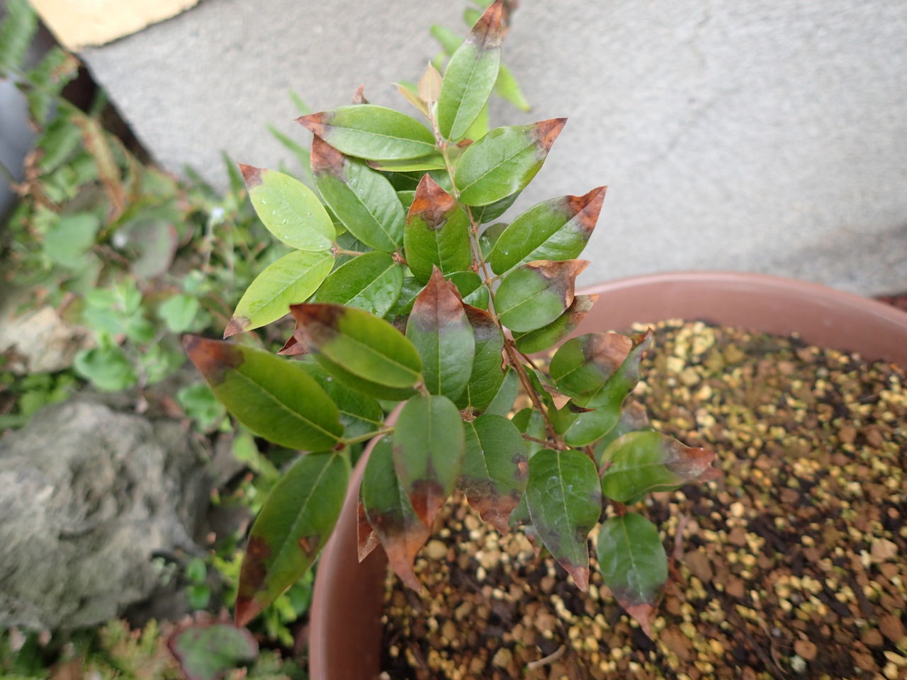 嘉宝果树种植技术视频_嘉宝果树种植方法视频_嘉宝果树施肥视频