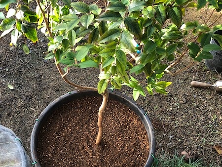 嘉宝果树施肥视频_嘉宝果树种植方法视频_嘉宝果树种植技术视频