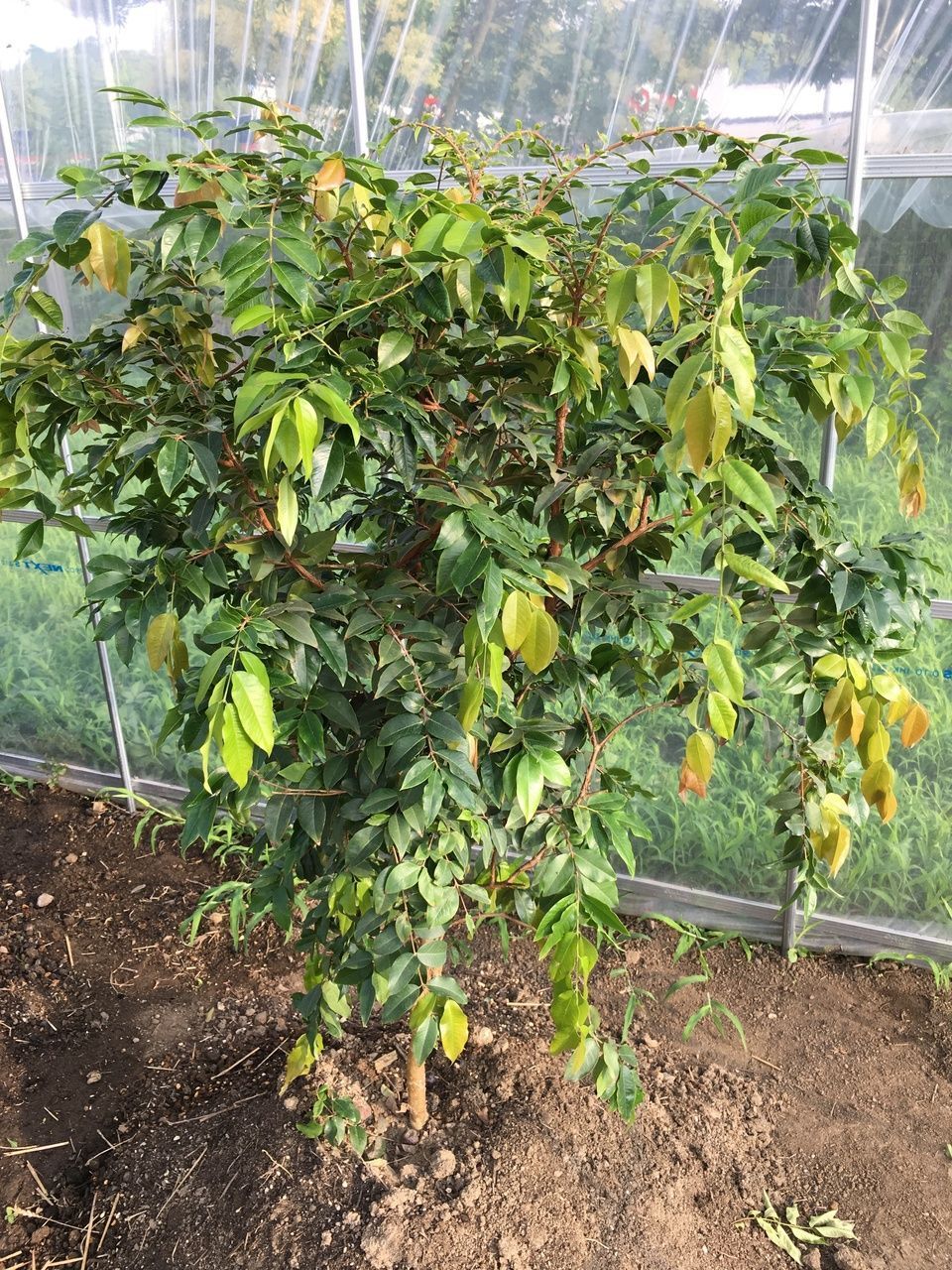 嘉宝果树种植方法视频_嘉宝果树施肥视频_嘉宝果树种植技术视频