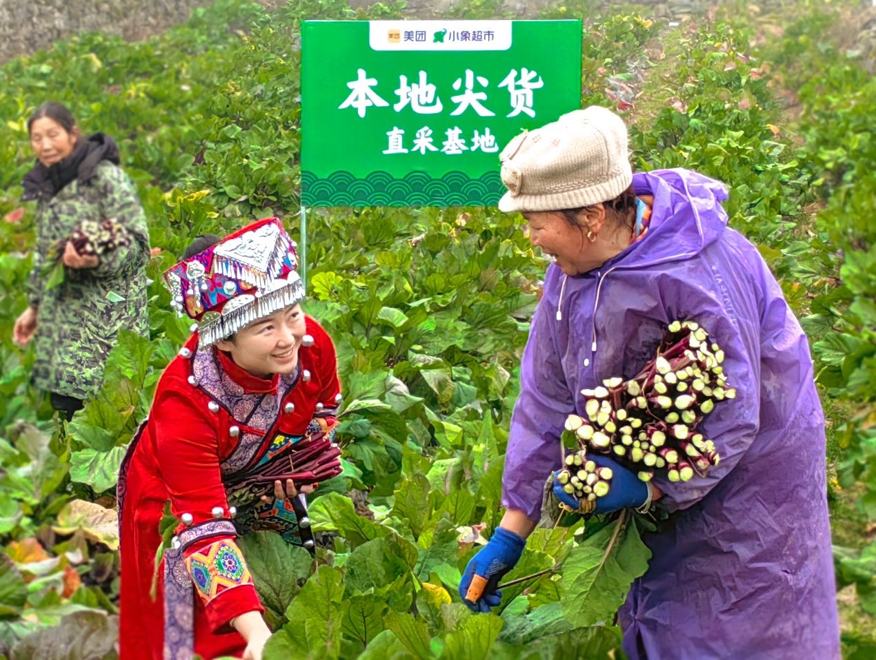 95后女大学生“头雁”的返乡第一课：“衔”起红菜苔飞出大山