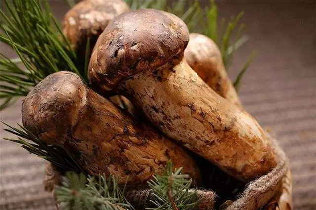 松茸如何种植，掌握这5个技巧，做好播种管理