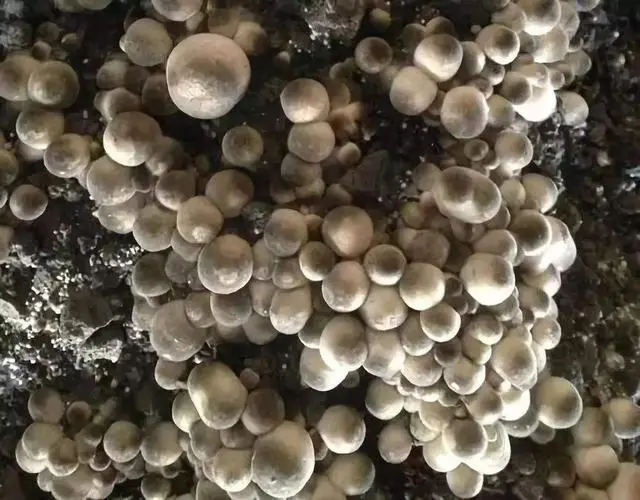 菌种植松茸技术与管理_松茸菌种植技术_松茸菌种植技术视频