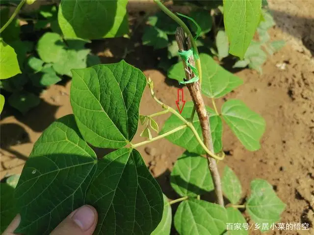 凉茹种植技术_凉茹的种植技术_怎样使凉茹高产