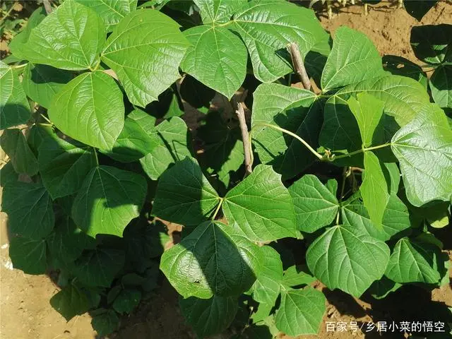 怎样使凉茹高产_凉茹的种植技术_凉茹种植技术