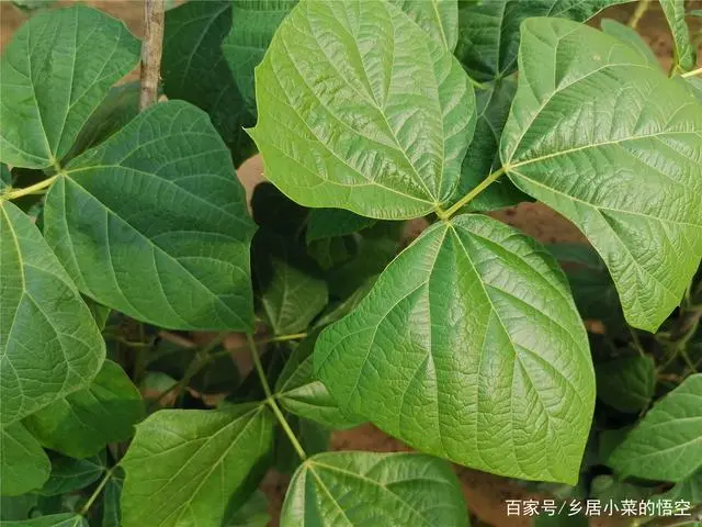 凉茹的种植技术_凉茹种植技术_怎样使凉茹高产