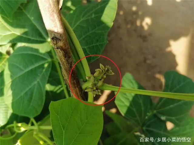 怎样使凉茹高产_凉茹的种植技术_凉茹种植技术