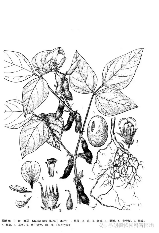 实验植物家族之大豆