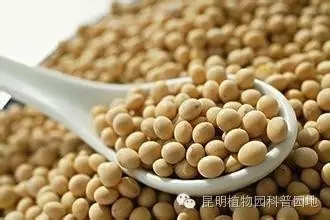 圆叶大豆种植技术_种植圆叶大豆技术要点_种植圆叶大豆技术要求