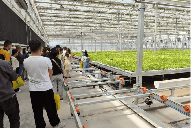 蔬菜种植的视频_蔬菜栽培实用技术视频_无土栽培蔬菜种植技术视频
